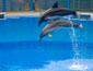 /images/Destination_image/Hong Kong/85x65/dolphins-at-ocean-park.jpg